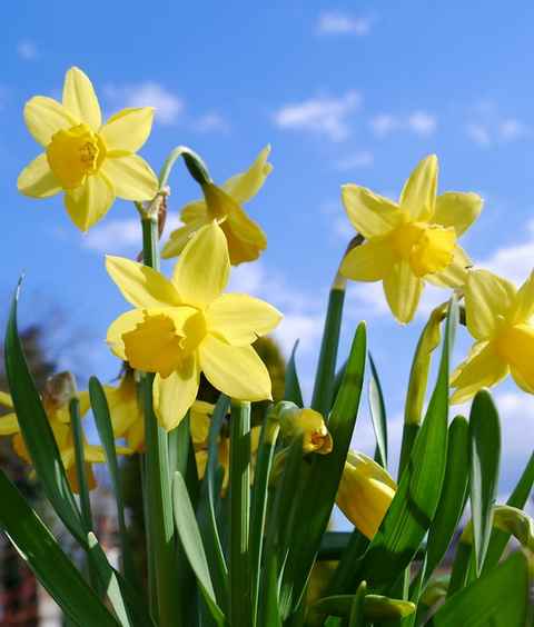 daffodils-easter